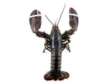 3LB Lobster